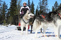 Huskies Erleben